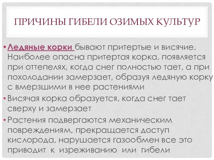 ПРИЧИНЫ ГИБЕЛИ ОЗИМЫХ КУЛЬТУР Ледяные корки бывают притертые и висячие.