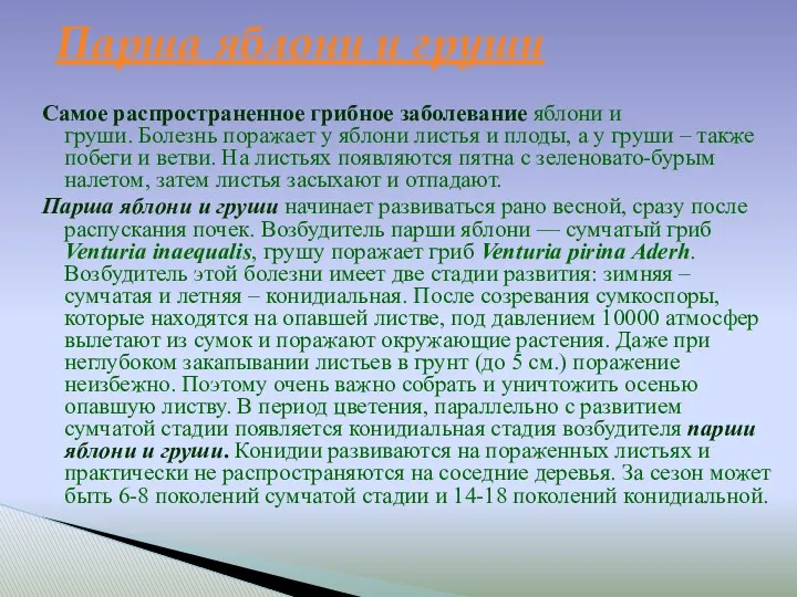 Самое распространенное грибное заболевание яблони и груши. Болезнь поражает у