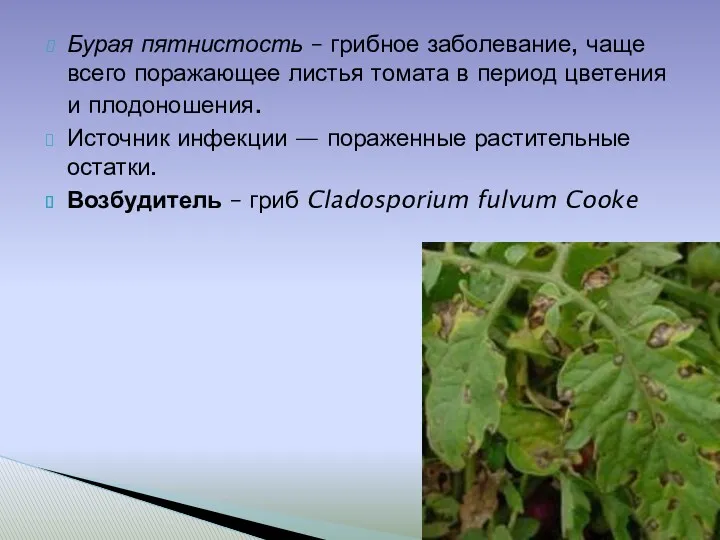 Бурая пятнистость – грибное заболевание, чаще всего поражающее листья томата