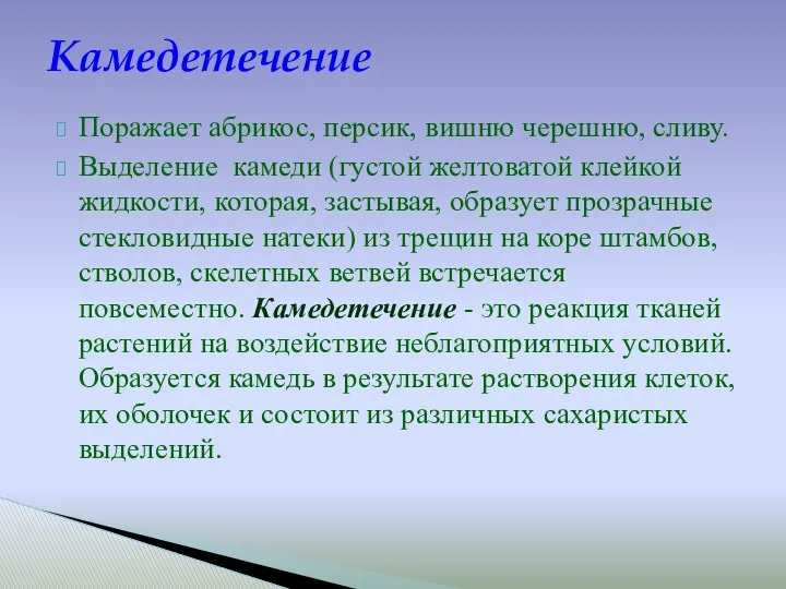 Поражает абрикос, персик, вишню черешню, сливу. Выделение камеди (густой желтоватой