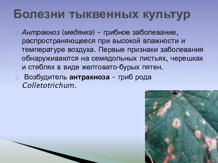Антракноз (медянка) – грибное заболевание, распространяющееся при высокой влажности и