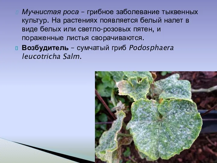 Мучнистая роса – грибное заболевание тыквенных культур. На растениях появляется
