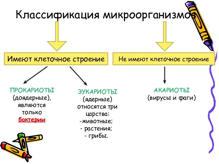 Классификация микроорганизмов Имеют клеточное строение Не имеют клеточное строение ПРОКАРИОТЫ