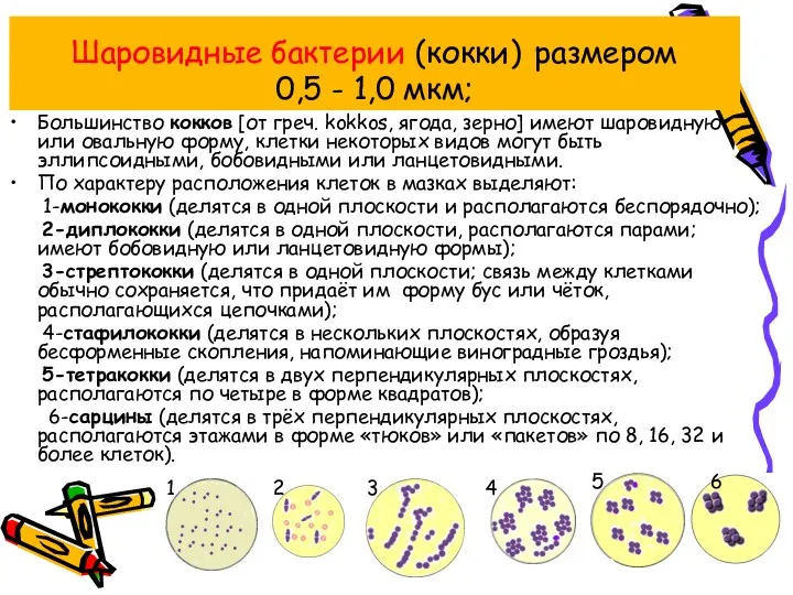 Шаровидные бактерии (кокки) размером 0,5 - 1,0 мкм; Большинство кокков