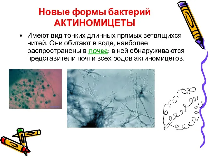 Новые формы бактерий АКТИНОМИЦЕТЫ Имеют вид тонких длинных прямых ветвящихся