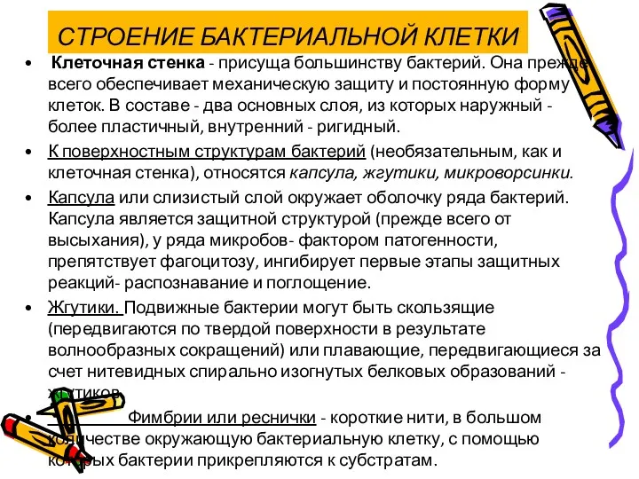 СТРОЕНИЕ БАКТЕРИАЛЬНОЙ КЛЕТКИ Клеточная стенка - присуща большинству бактерий. Она