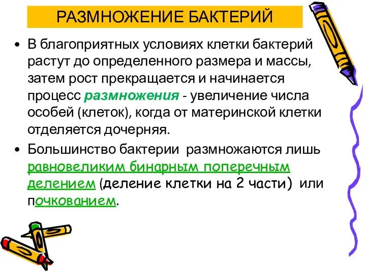 РАЗМНОЖЕНИЕ БАКТЕРИЙ В благоприятных условиях клетки бактерий растут до определенного