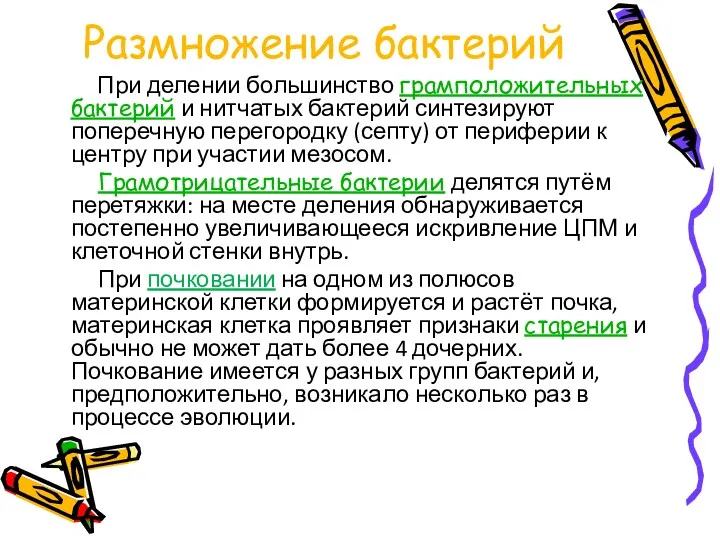 Размножение бактерий При делении большинство грамположительных бактерий и нитчатых бактерий