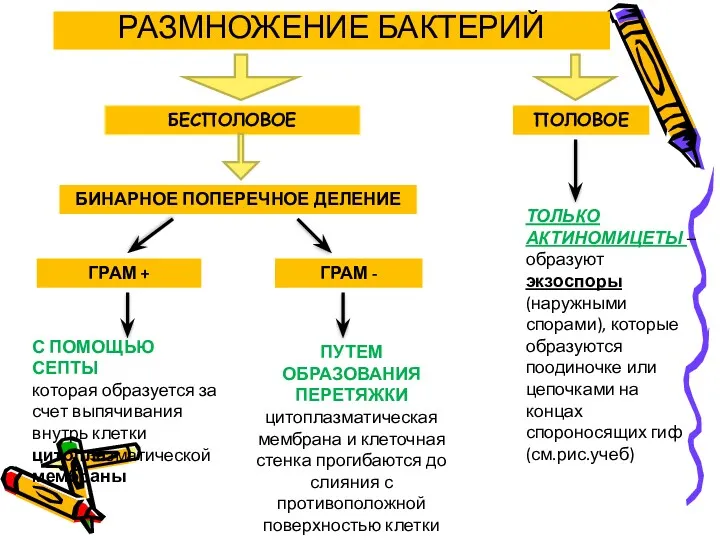 РАЗМНОЖЕНИЕ БАКТЕРИЙ БЕСПОЛОВОЕ ПОЛОВОЕ БИНАРНОЕ ПОПЕРЕЧНОЕ ДЕЛЕНИЕ ТОЛЬКО АКТИНОМИЦЕТЫ –