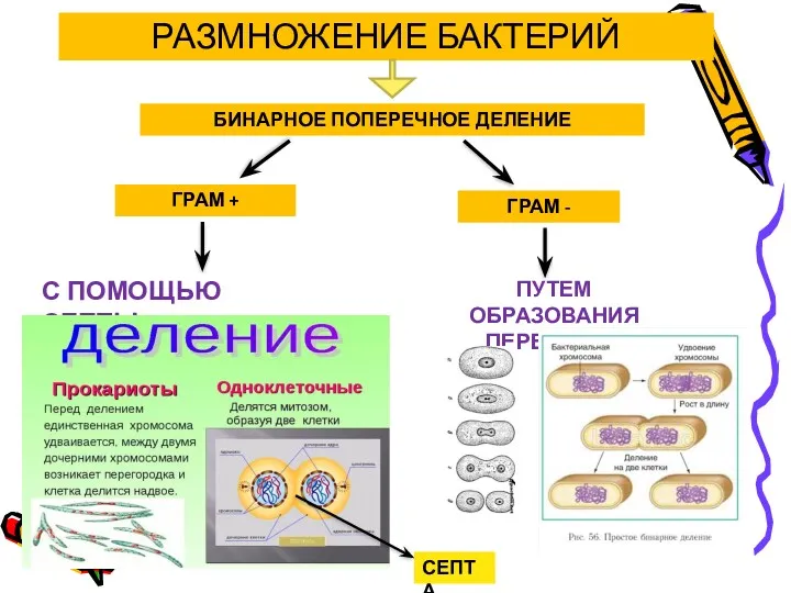 РАЗМНОЖЕНИЕ БАКТЕРИЙ БИНАРНОЕ ПОПЕРЕЧНОЕ ДЕЛЕНИЕ ГРАМ + ГРАМ - С ПОМОЩЬЮ СЕПТЫ ПУТЕМ ОБРАЗОВАНИЯ ПЕРЕТЯЖКИ СЕПТА