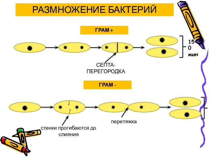 РАЗМНОЖЕНИЕ БАКТЕРИЙ ГРАМ + СЕПТА- ПЕРЕГОРОДКА 15-30 мин ГРАМ - стенки прогибаются до слияния перетяжка