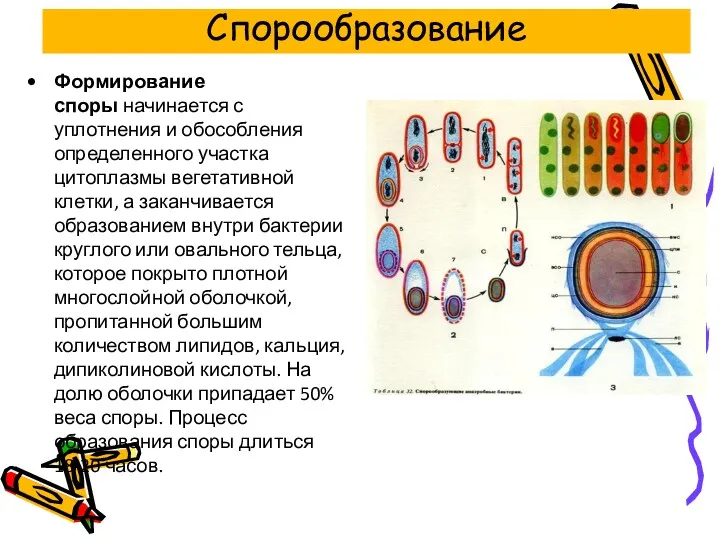 Формирование споры начинается с уплотнения и обособления определенного участка цитоплазмы