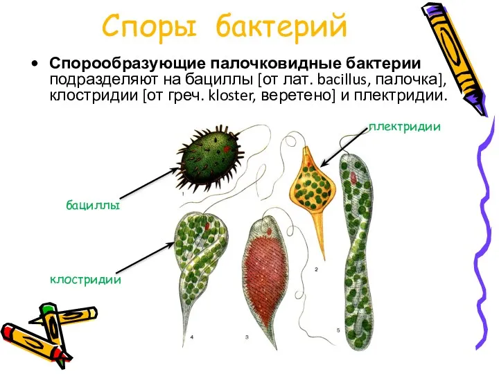 Споры бактерий Спорообразующие палочковидные бактерии подразделяют на бациллы [от лат.