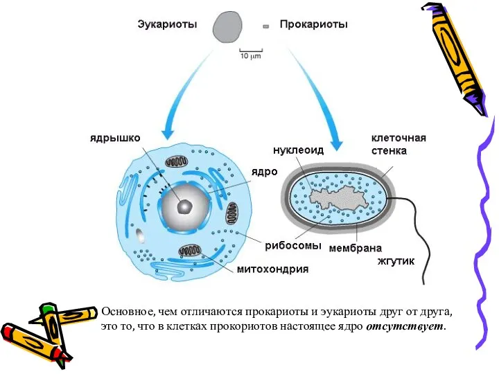 Основное, чем отличаются прокариоты и эукариоты друг от друга, это