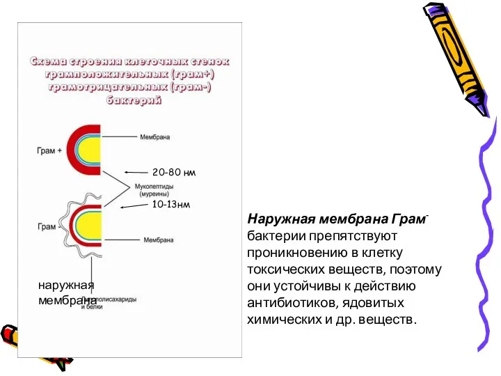 20-80 нм 10-13нм наружная мембрана Наружная мембрана Грам- бактерии препятствуют