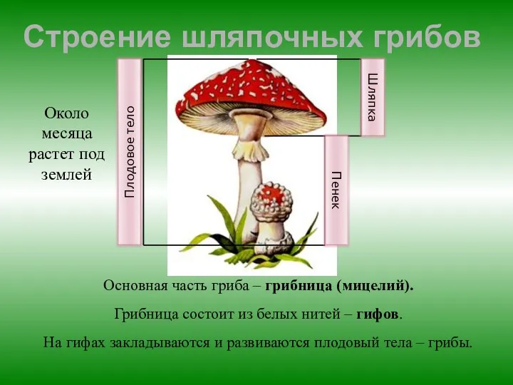 Строение шляпочных грибов Основная часть гриба – грибница (мицелий). Грибница