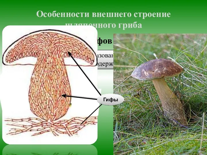 Особенности внешнего строение шляпочного гриба Грибы состоят из гифов Гифы