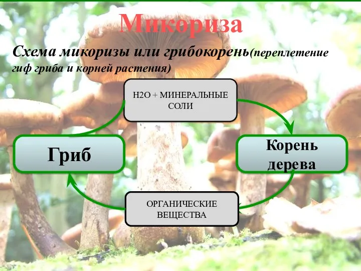Корень дерева Микориза Схема микоризы или грибокорень(переплетение гиф гриба и