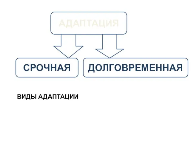 ВИДЫ АДАПТАЦИИ АДАПТАЦИЯ СРОЧНАЯ ДОЛГОВРЕМЕННАЯ