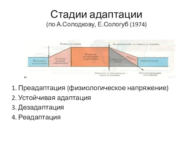 Стадии адаптации (по А.Солодкову, Е.Сологуб (1974) 1. Преадаптация (физиологическое напряжение)