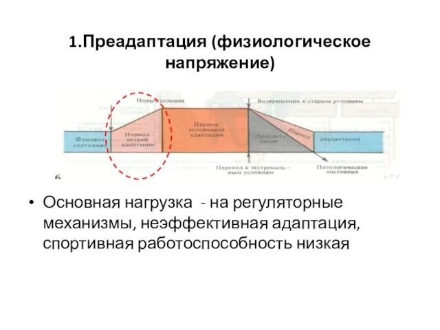 1.Преадаптация (физиологическое напряжение) Основная нагрузка - на регуляторные механизмы, неэффективная адаптация, спортивная работоспособность низкая