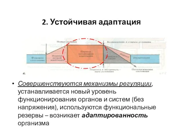 2. Устойчивая адаптация Совершенствуются механизмы регуляции, устанавливается новый уровень функционирования