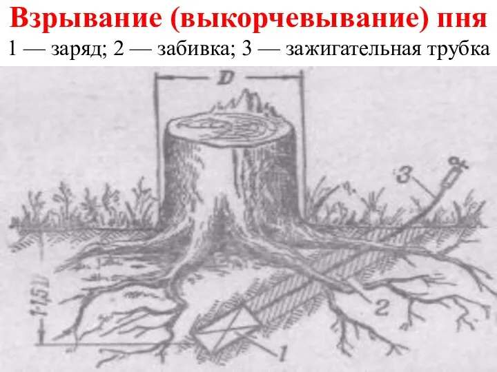 Взрывание (выкорчевывание) пня 1 — заряд; 2 — забивка; 3 — зажигательная трубка