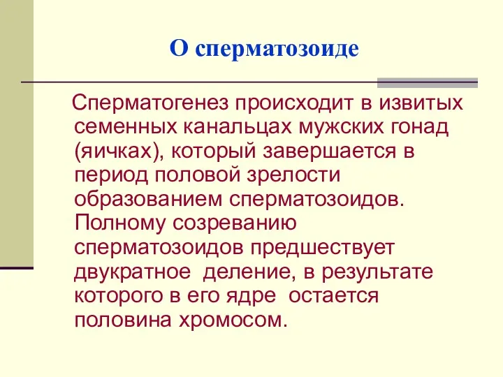 О сперматозоиде Сперматогенез происходит в извитых семенных канальцах мужских гонад