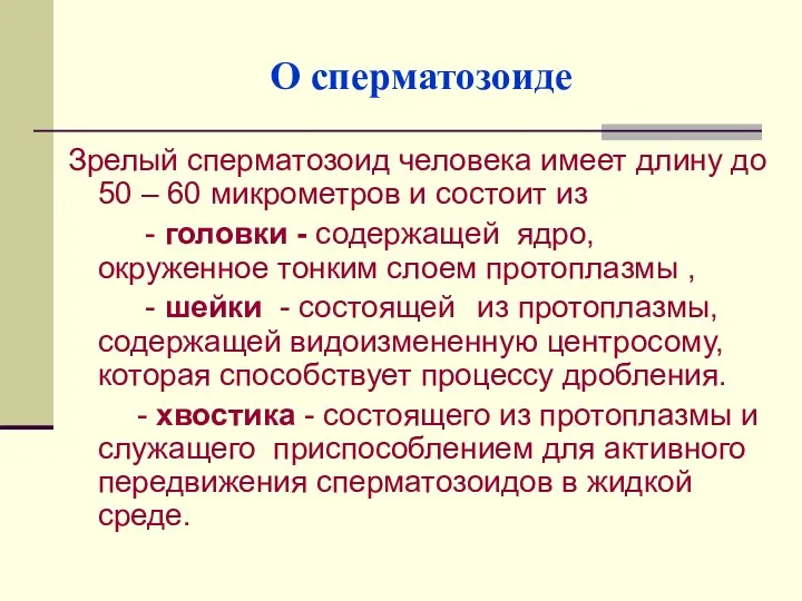 О сперматозоиде Зрелый сперматозоид человека имеет длину до 50 –