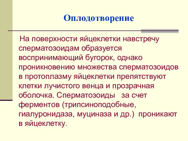 Оплодотворение На поверхности яйцеклетки навстречу сперматозоидам образуется воспринимающий бугорок, однако