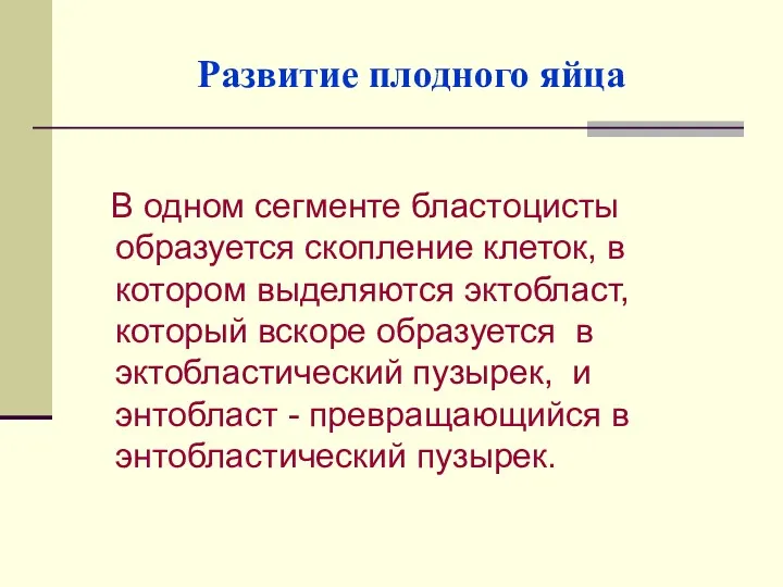 Развитие плодного яйца В одном сегменте бластоцисты образуется скопление клеток,