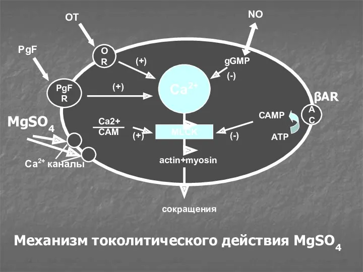 Ca2+ MLCK OR PgFR AC actin+myosin сокращения OT PgF (+)