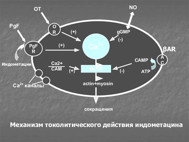 Ca2+ MLCK OR PgFR AC actin+myosin сокращения OT PgF (+)