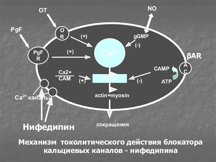 Ca2+ MLCK OR PgFR AC actin+myosin сокращения OT PgF (+)