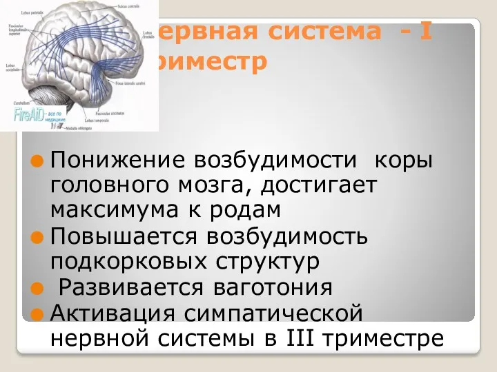 Нервная система - I триместр Понижение возбудимости коры головного мозга,