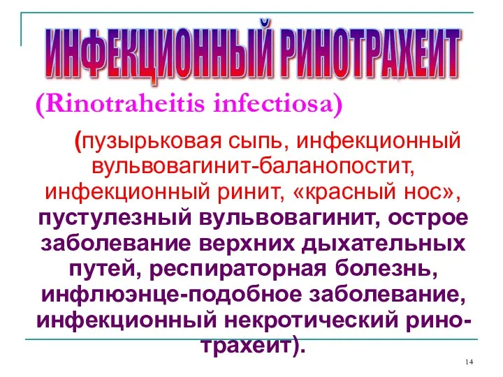 (Rinotraheitis infectiosa) (пузырьковая сыпь, инфекционный вульвовагинит-баланопостит, инфекционный ринит, «красный нос», пустулезный вульвовагинит, острое