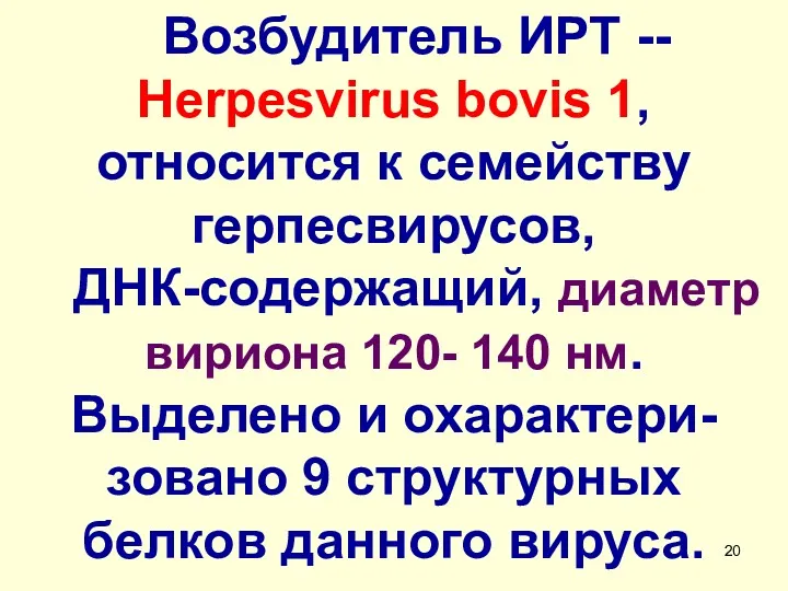 Возбудитель ИРТ -- Herpesvirus bovis 1, относится к семейству герпесвирусов, ДНК-содержащий, диаметр вириона