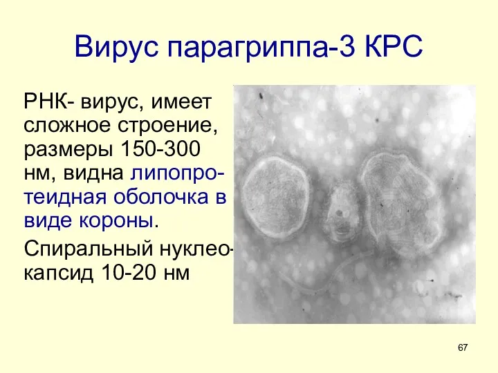 Вирус парагриппа-3 КРС РНК- вирус, имеет сложное строение, размеры 150-300 нм, видна липопро-теидная