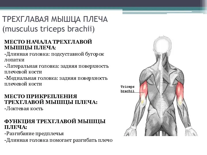 ТРЕХГЛАВАЯ МЫШЦА ПЛЕЧА (musculus triceps brachii) МЕСТО НАЧАЛА ТРЕХГЛАВОЙ МЫШЦЫ ПЛЕЧА: -Длинная головка: