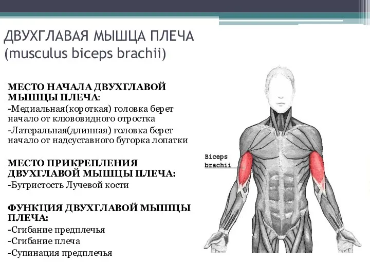 ДВУХГЛАВАЯ МЫШЦА ПЛЕЧА (musculus biceps brachii) МЕСТО НАЧАЛА ДВУХГЛАВОЙ МЫШЦЫ ПЛЕЧА: -Медиальная(короткая) головка