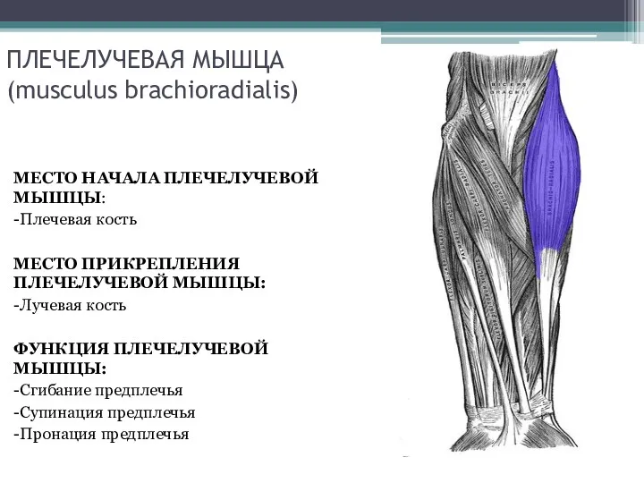 ПЛЕЧЕЛУЧЕВАЯ МЫШЦА (musculus brachioradialis) МЕСТО НАЧАЛА ПЛЕЧЕЛУЧЕВОЙ МЫШЦЫ: -Плечевая кость МЕСТО ПРИКРЕПЛЕНИЯ ПЛЕЧЕЛУЧЕВОЙ