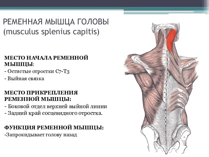 РЕМЕННАЯ МЫШЦА ГОЛОВЫ (musculus splenius capitis) МЕСТО НАЧАЛА РЕМЕННОЙ МЫШЦЫ: - Остистые отростки