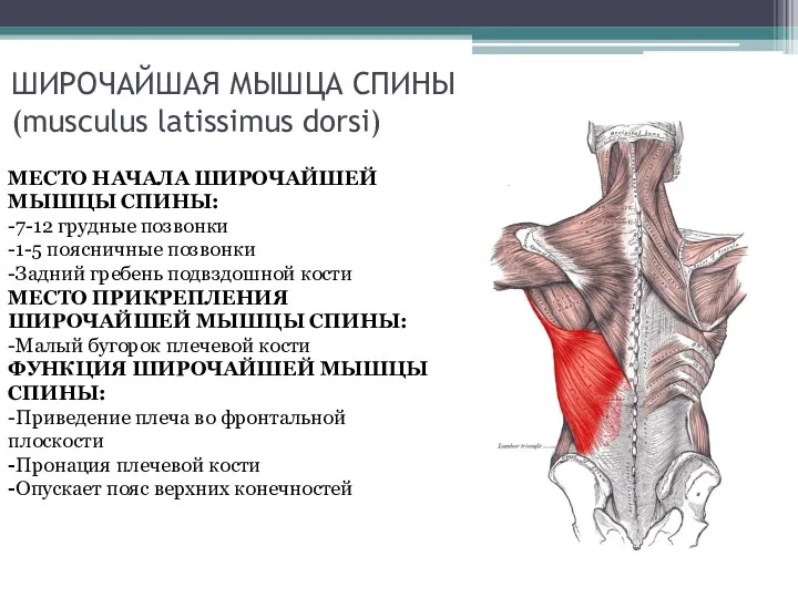 ШИРОЧАЙШАЯ МЫШЦА СПИНЫ (musculus latissimus dorsi) МЕСТО НАЧАЛА ШИРОЧАЙШЕЙ МЫШЦЫ СПИНЫ: -7-12 грудные