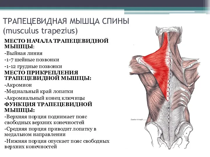 ТРАПЕЦЕВИДНАЯ МЫШЦА СПИНЫ (musculus trapezius) МЕСТО НАЧАЛА ТРАПЕЦЕВИДНОЙ МЫШЦЫ: -Выйная линия -1-7 шейные