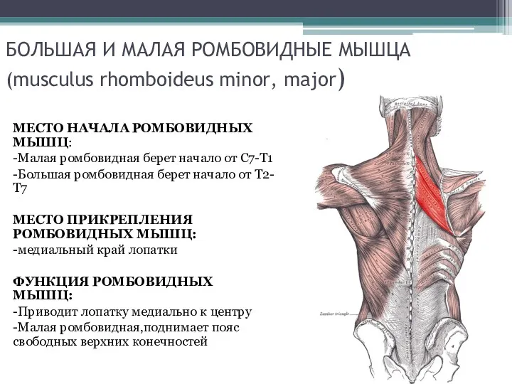 БОЛЬШАЯ И МАЛАЯ РОМБОВИДНЫЕ МЫШЦА (musculus rhomboideus minor, major) МЕСТО
