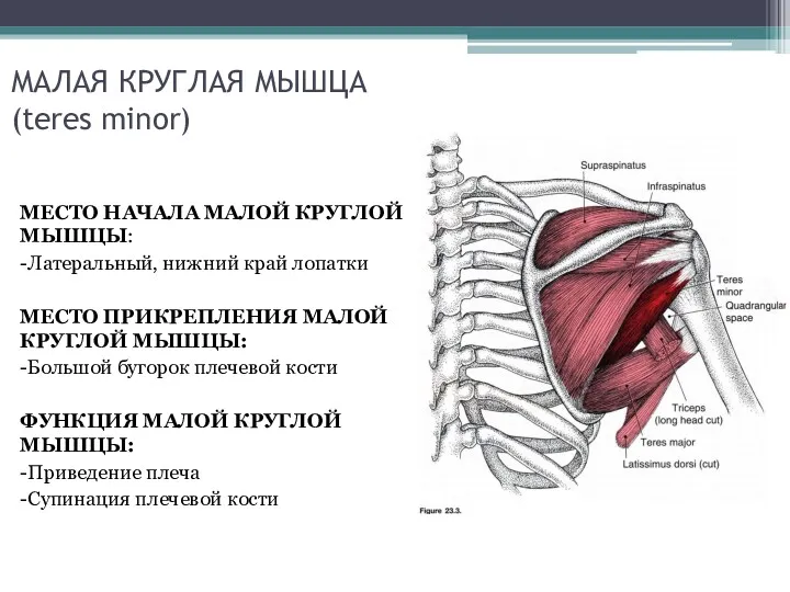 МАЛАЯ КРУГЛАЯ МЫШЦА (teres minor) МЕСТО НАЧАЛА МАЛОЙ КРУГЛОЙ МЫШЦЫ: -Латеральный, нижний край