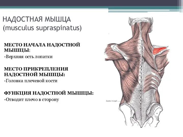 НАДОСТНАЯ МЫШЦА (musculus supraspinatus) МЕСТО НАЧАЛА НАДОСТНОЙ МЫШЦЫ: -Верхняя ость