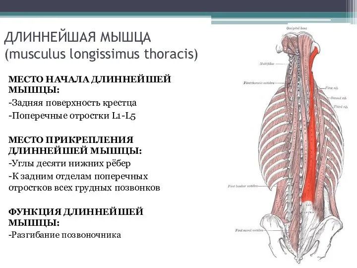ДЛИННЕЙШАЯ МЫШЦА (musculus longissimus thoracis) МЕСТО НАЧАЛА ДЛИННЕЙШЕЙ МЫШЦЫ: -Задняя