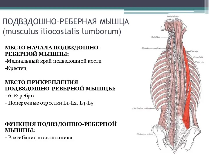 ПОДВЗДОШНО-РЕБЕРНАЯ МЫШЦА (musculus iliocostalis lumborum) МЕСТО НАЧАЛА ПОДВЗДОШНО-РЕБЕРНОЙ МЫШЦЫ: -Медиальный край подвздошной кости