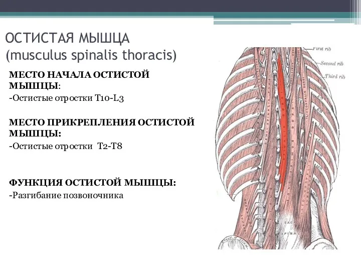 ОСТИСТАЯ МЫШЦА (musculus spinalis thoracis) МЕСТО НАЧАЛА ОСТИСТОЙ МЫШЦЫ: -Остистые отростки Т10-L3 МЕСТО